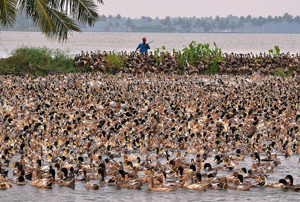 ducks